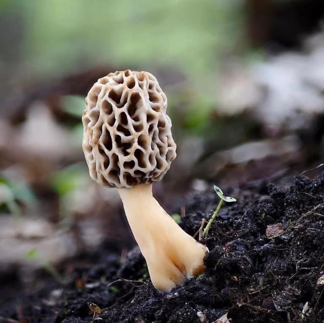  Psilocybin Mushrooms