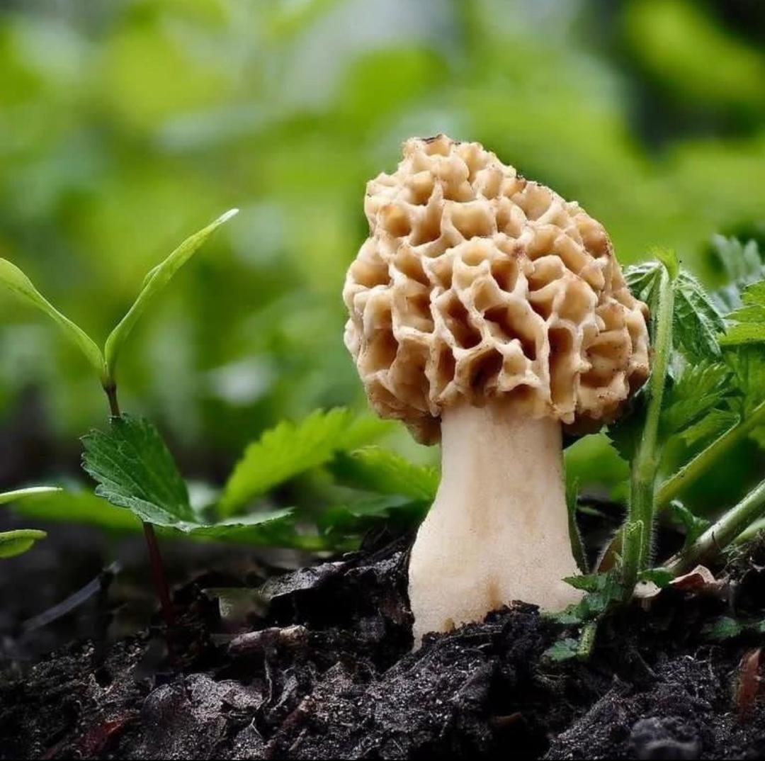 Transformative Psilocybin Therapy